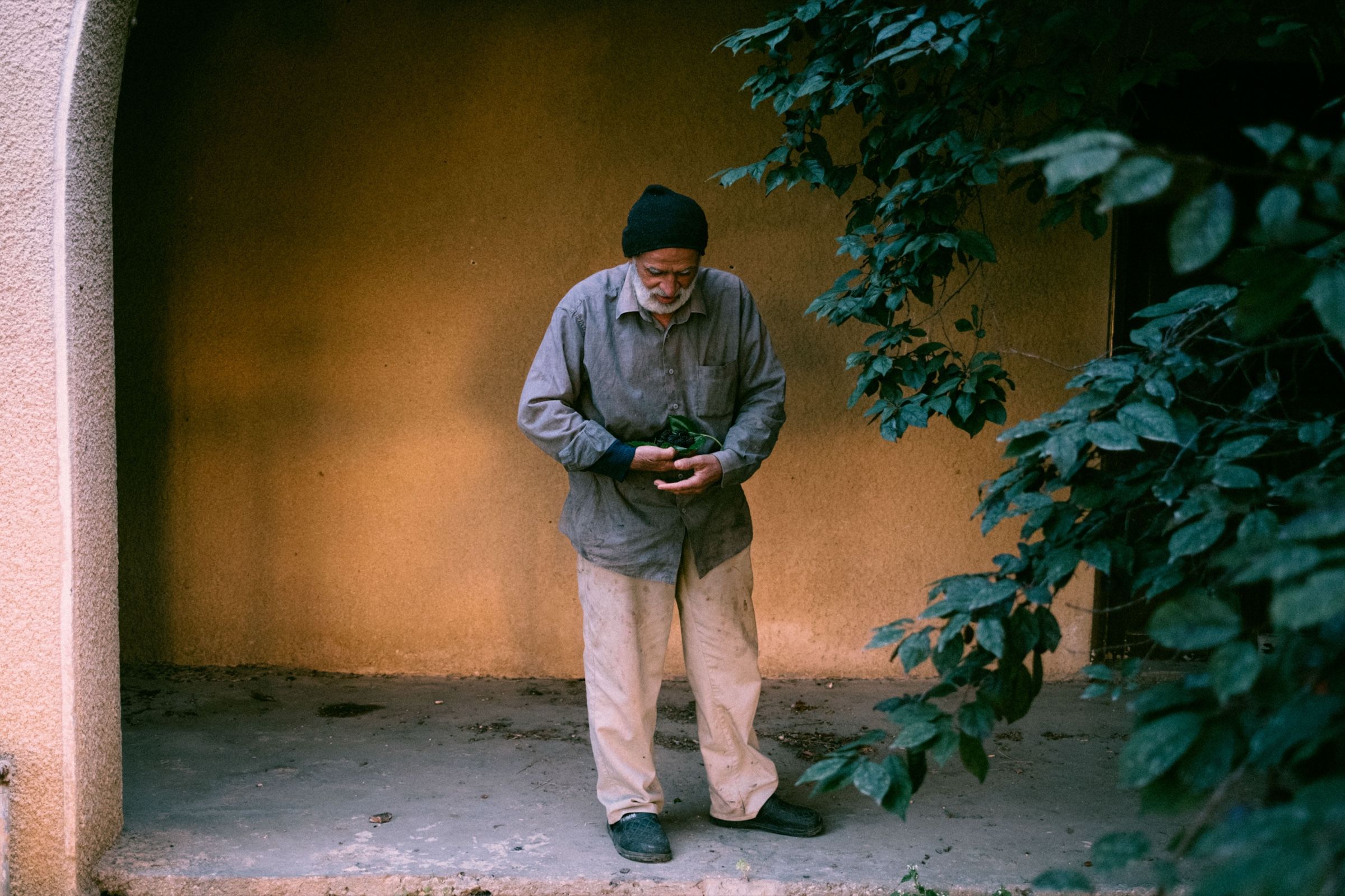 My father’s uncle Khalil holding a mulberry leaf with the fruit nestled in it, as gently as if he were holding newborns, 2025.