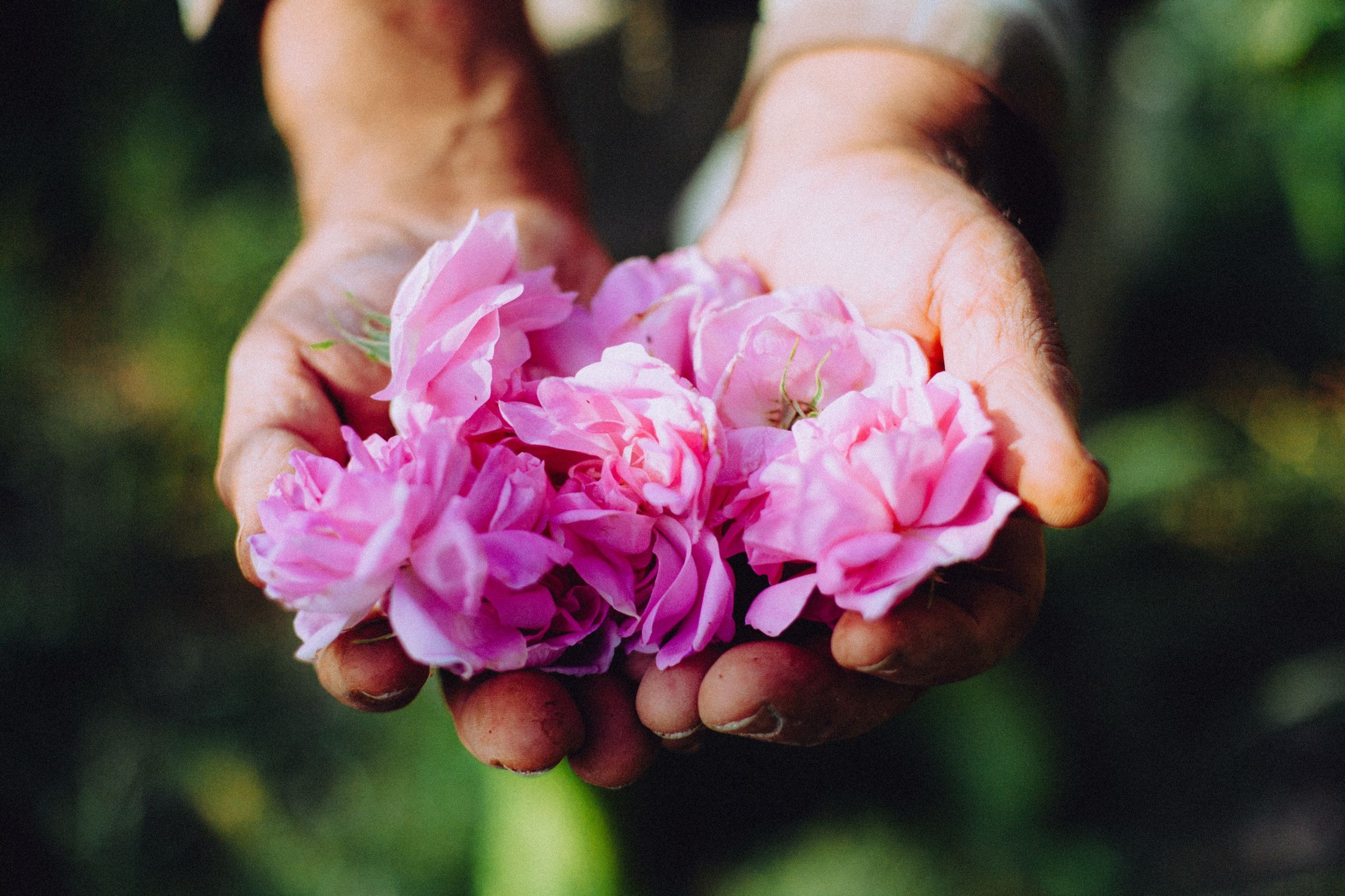 Both hands cupped together in front of him, full of the pink roses Anis has just cut.