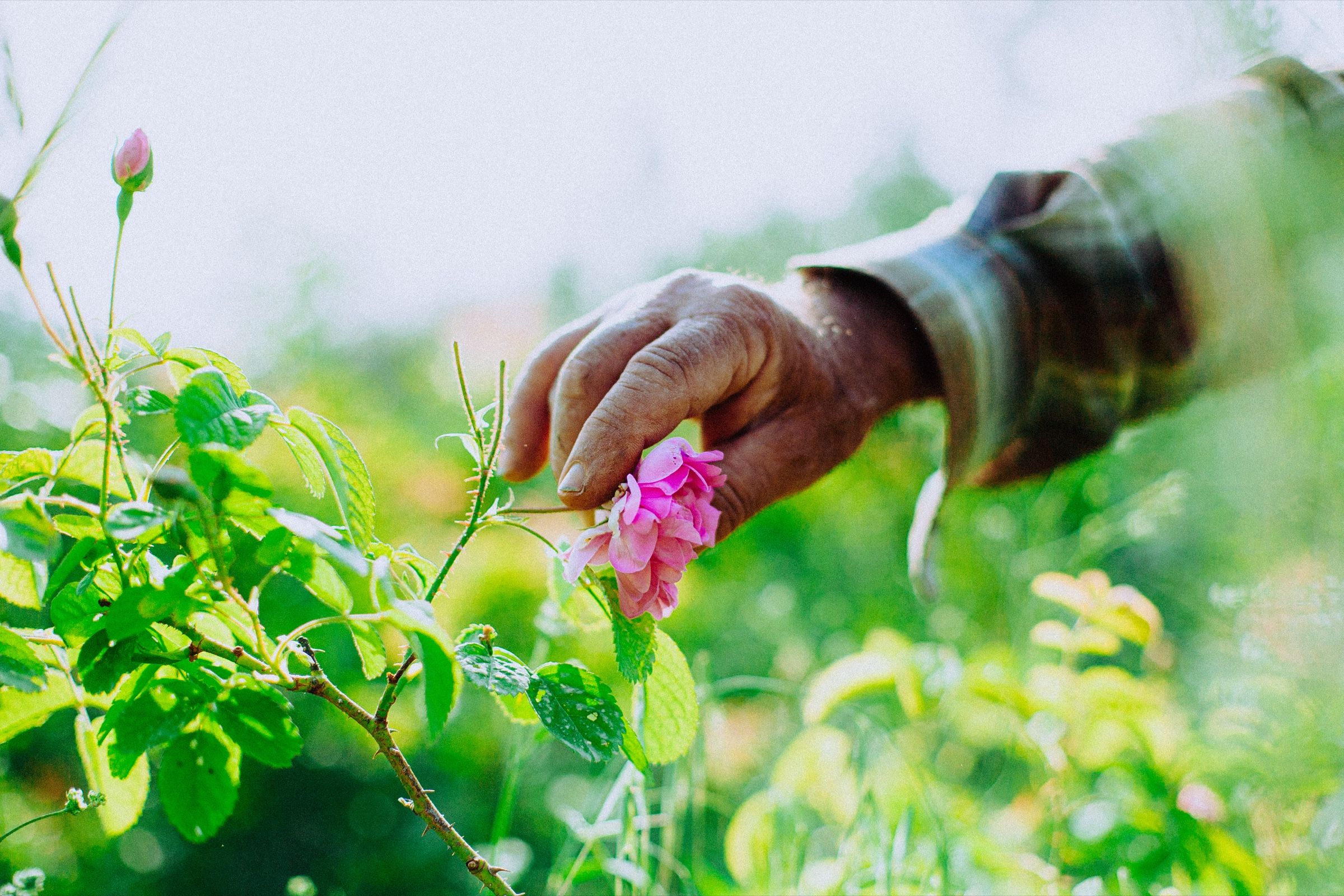 When Roses Bloom
