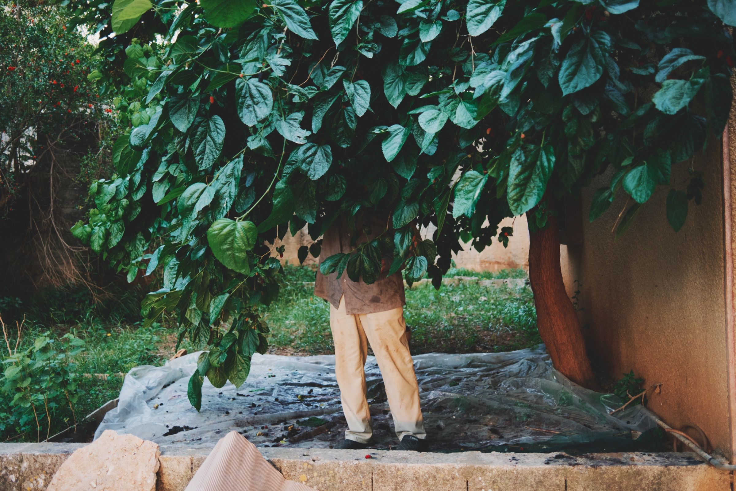 A man harvesting mulberries, almost entirely concealed by the thick branches. The town of Joun, Lebanon, 2025.