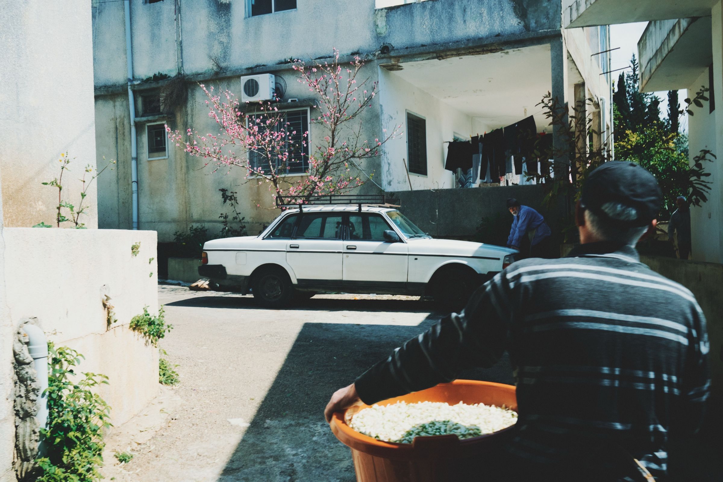 Reda carries a basin of orange blossom flowers after harvesting while his uncle Khalil waits on the hood of his car beside a blooming tree. The town of Joun, Lebanon, 2025.