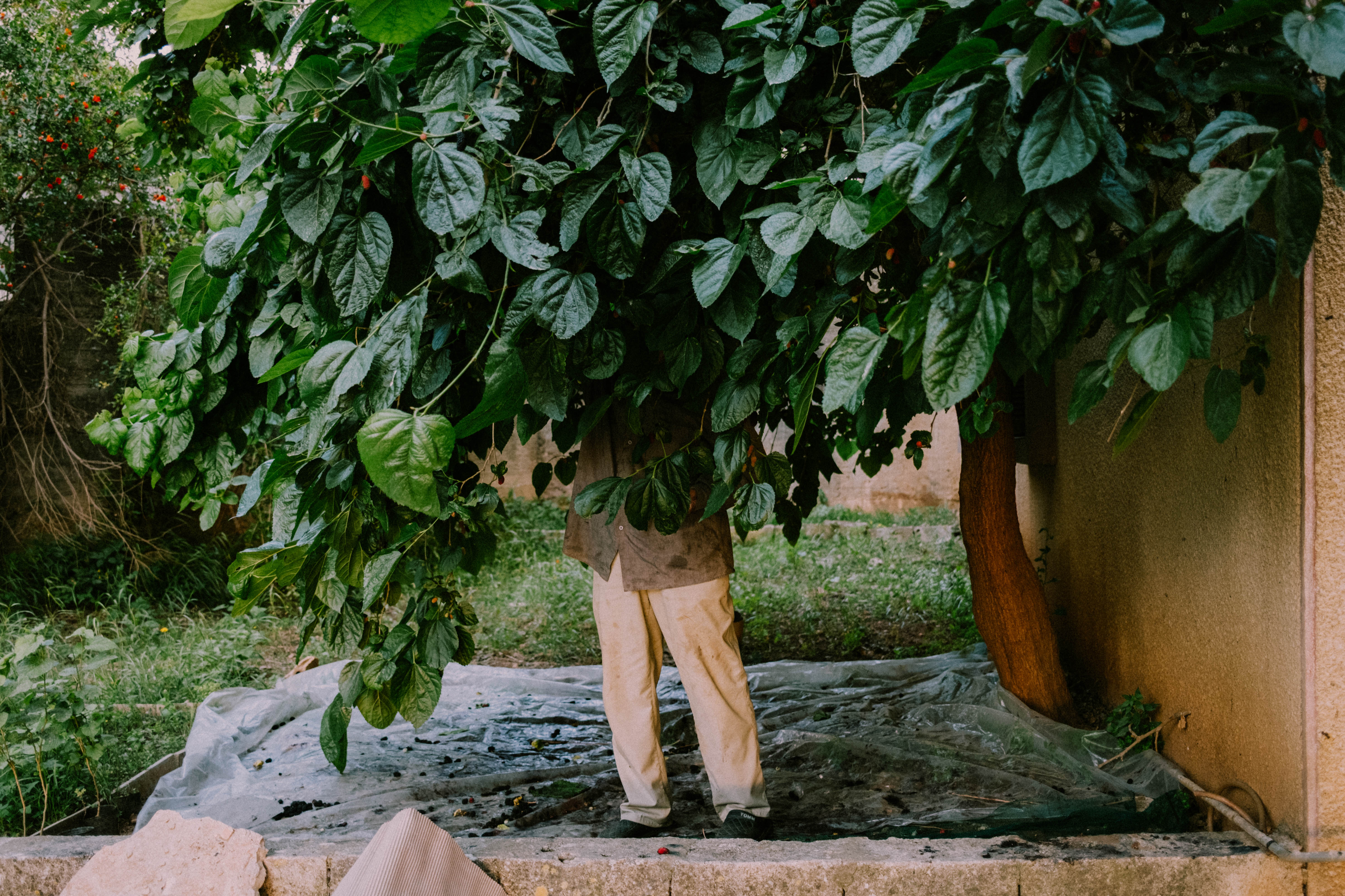 The Season of the Mulberry, 02