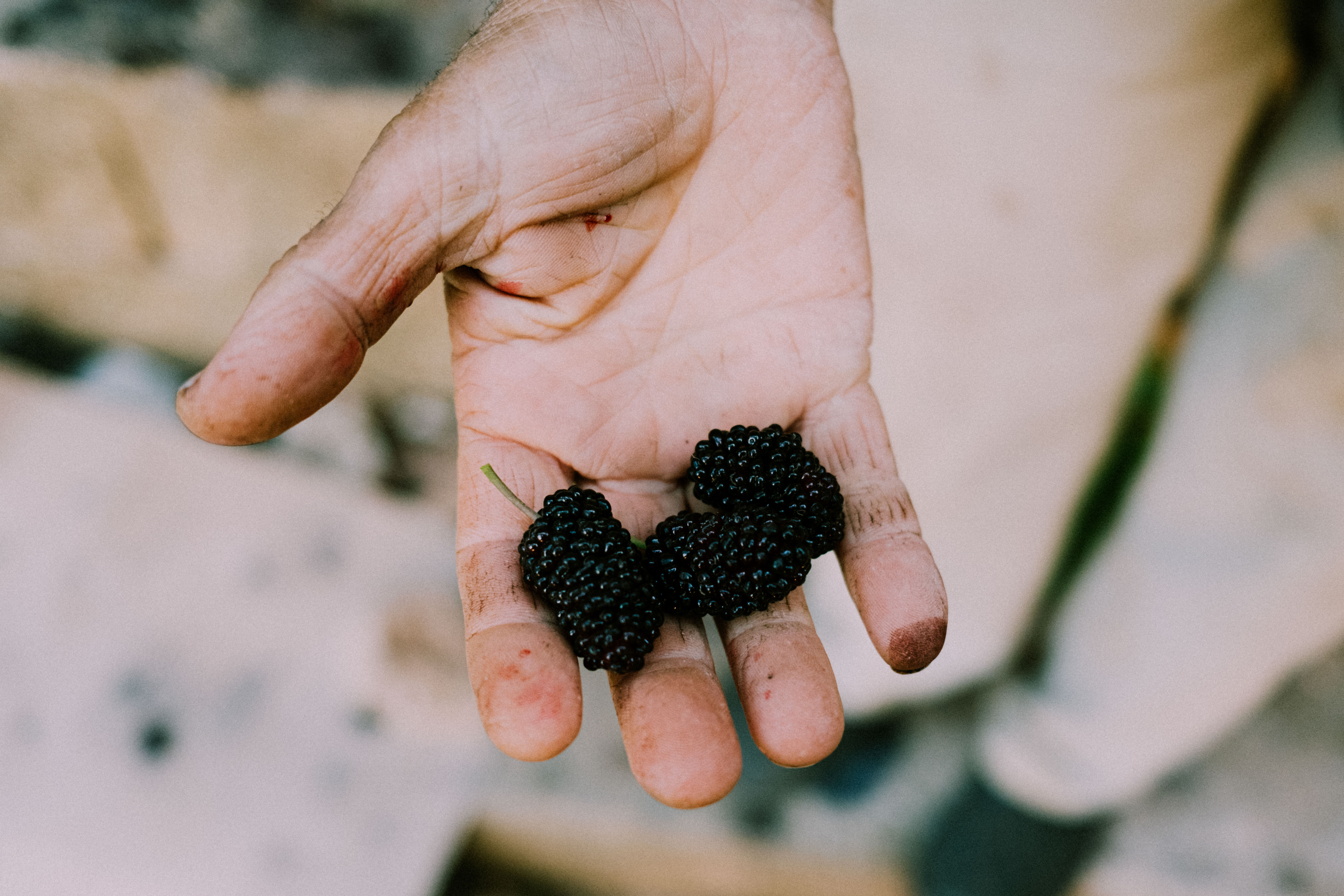The Season of the Mulberry, 04