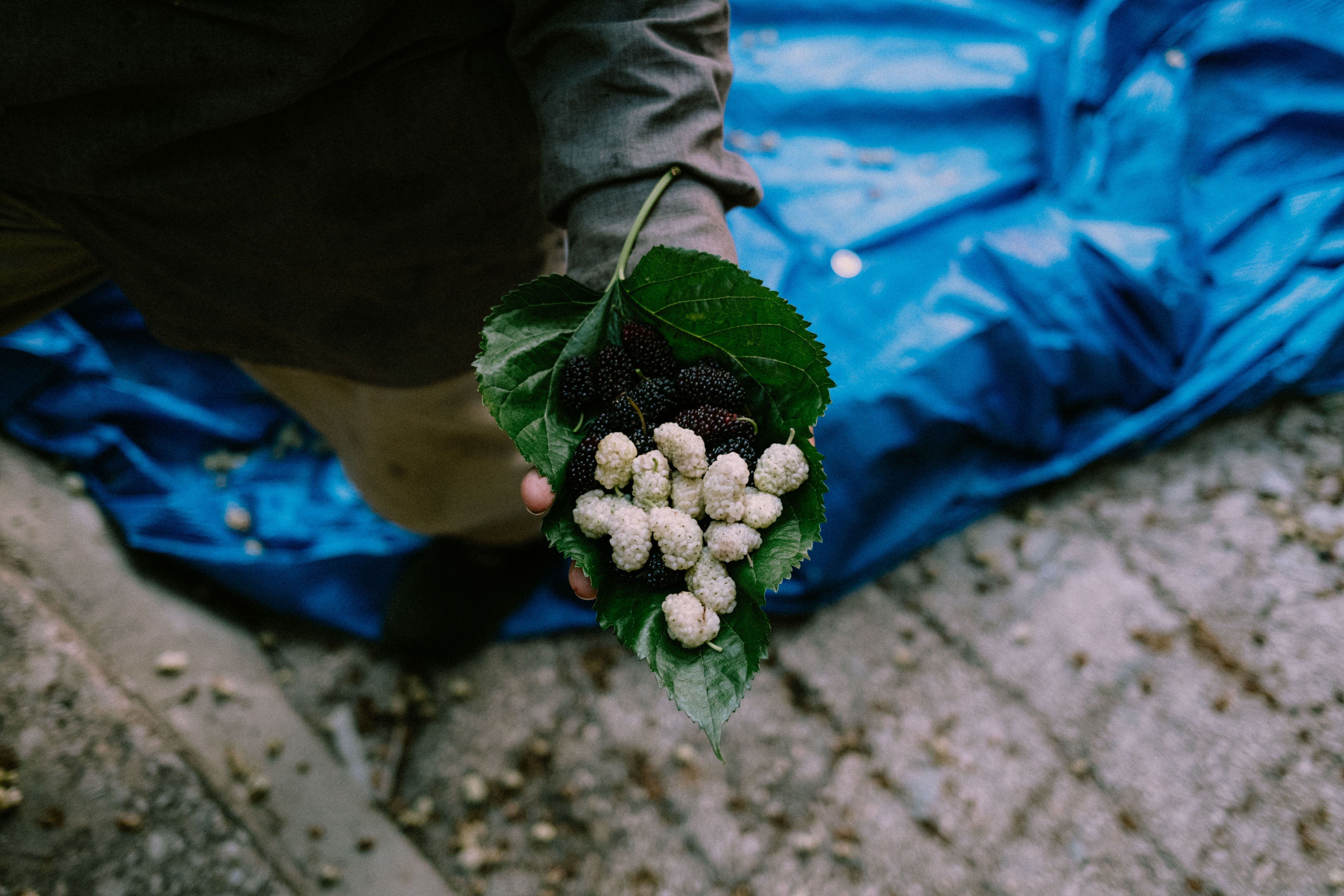 The Season of the Mulberry, 10
